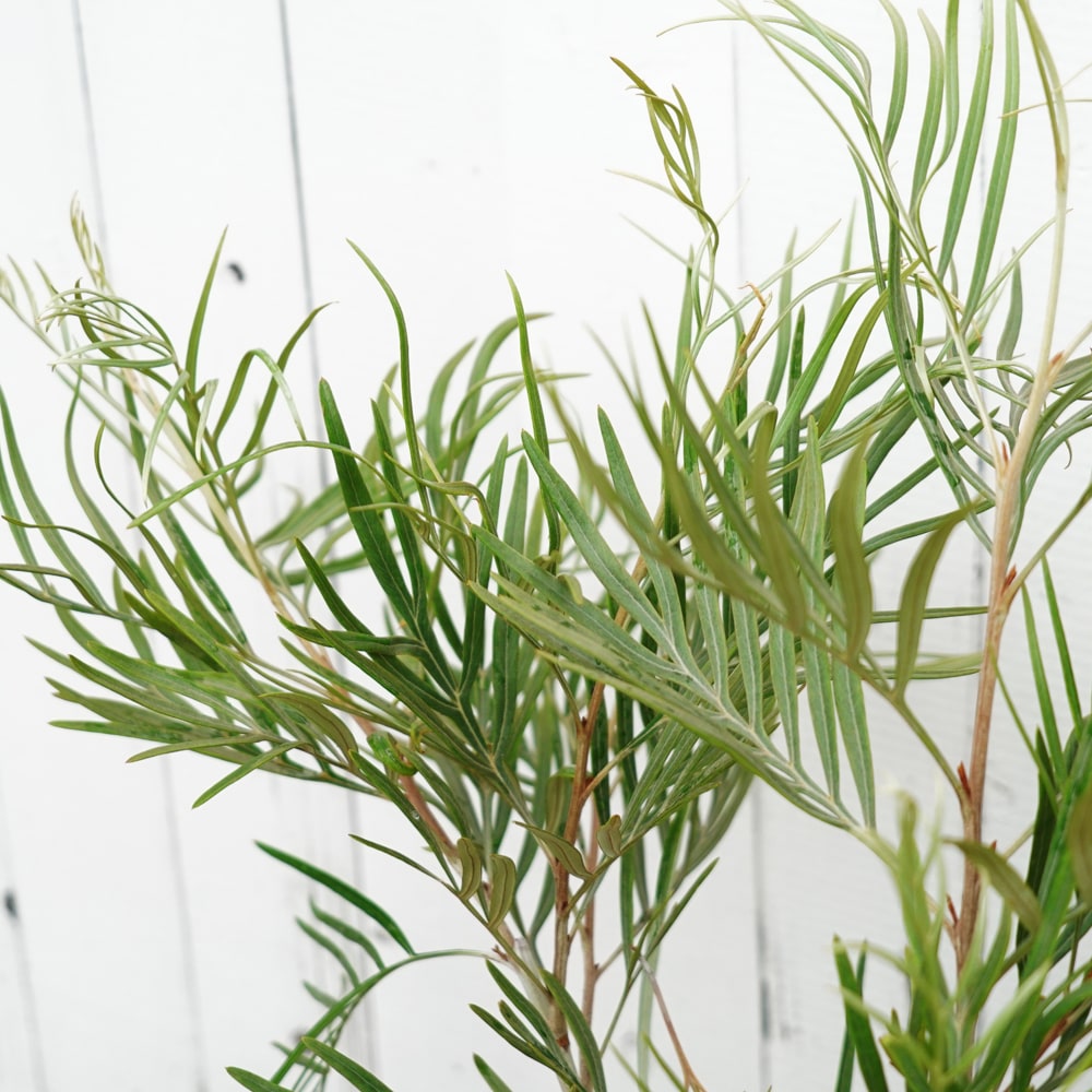 グレビレア ゴールデンユーロ 3