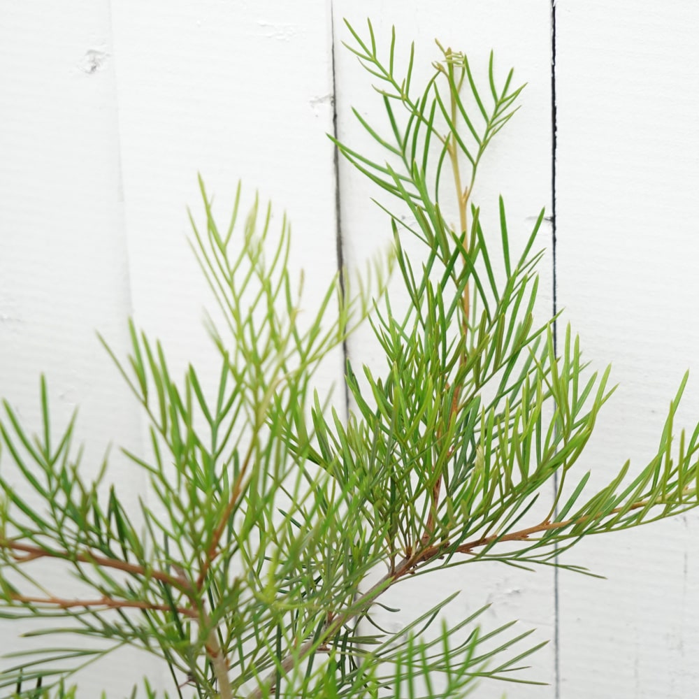 グレビレア ラナマリー 1