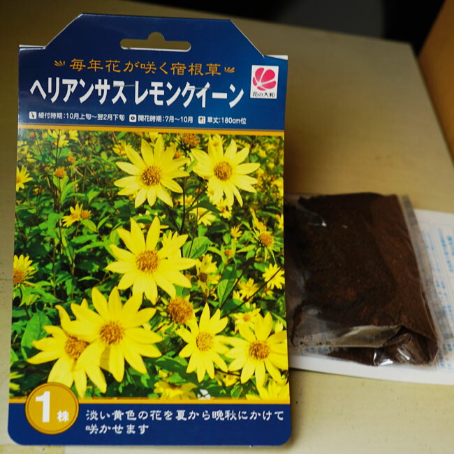ヘリアンサス レモンクイーン 1