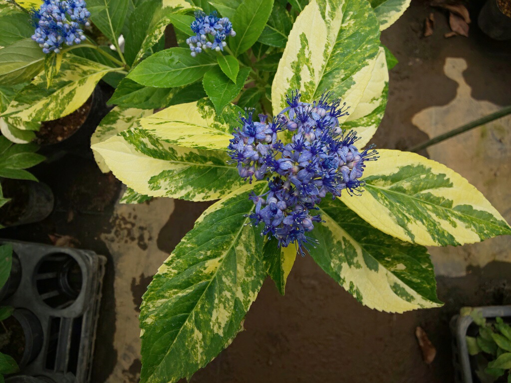 アジサイ 新常山 斑入りに咲いた青花