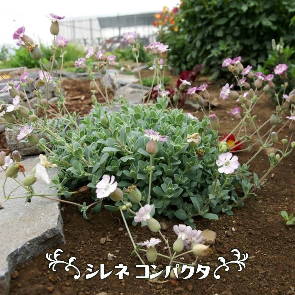 シレネ コンパクタ 