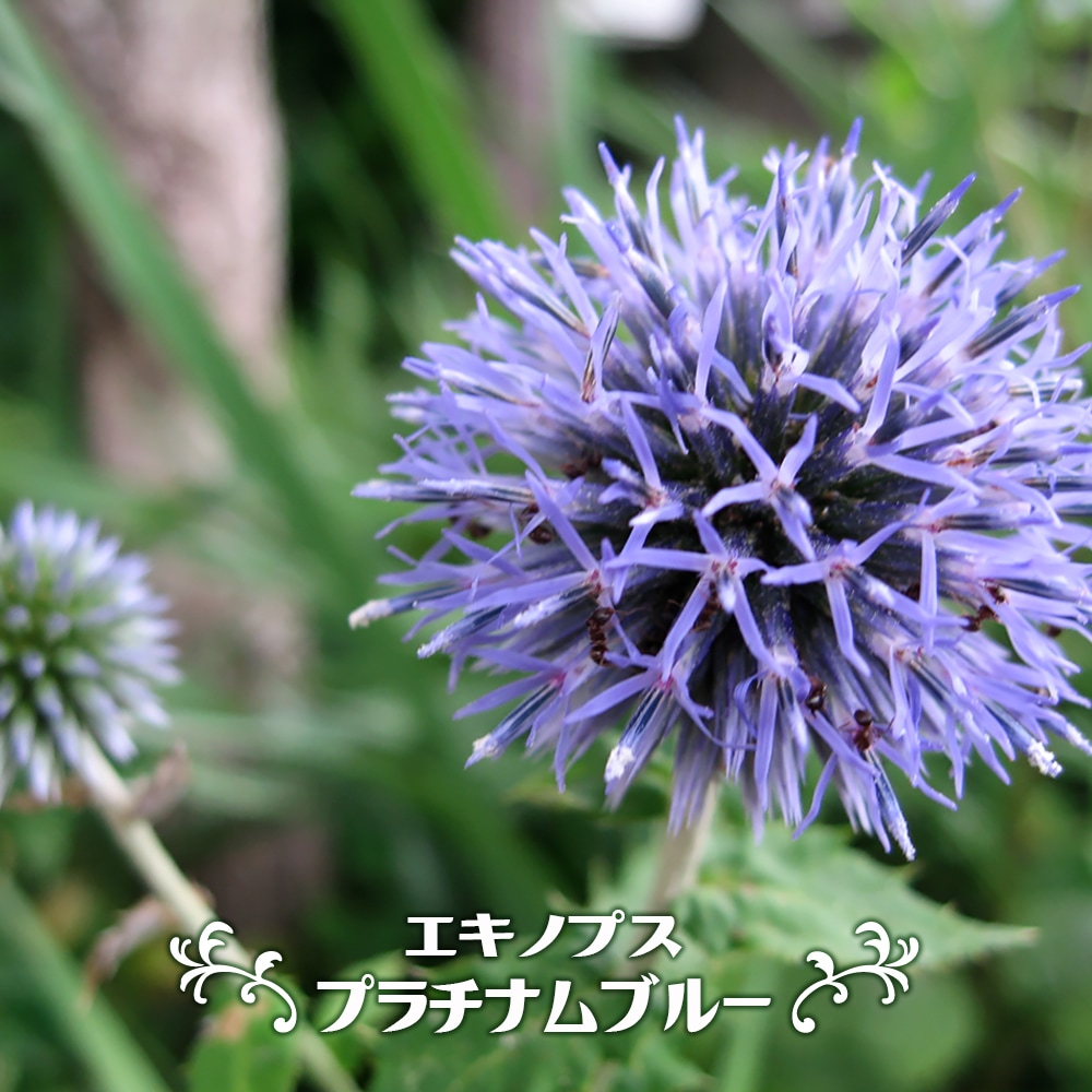 エキノプス （ルリタマアザミ） プラチナムブルー 