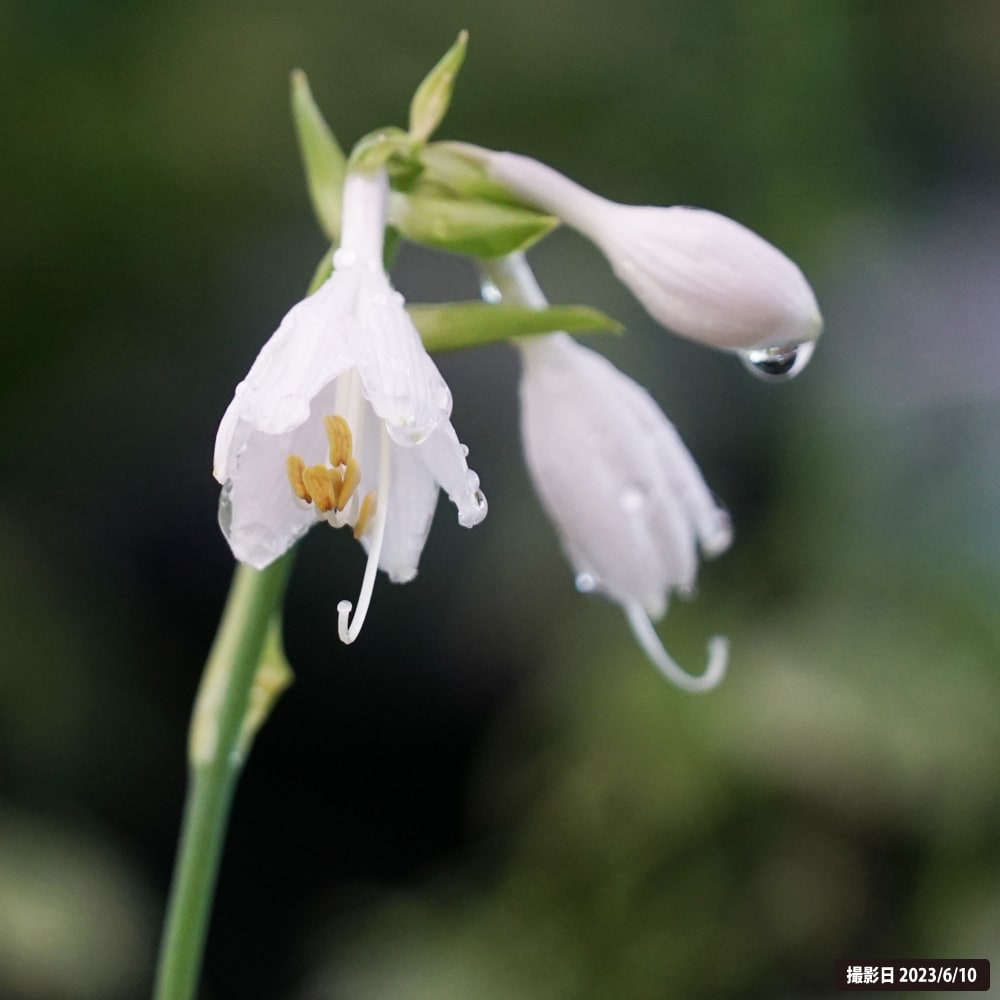 ホスタ ピザッツ 2