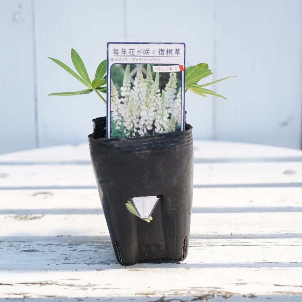 ルピナス ギャラリーホワイト 