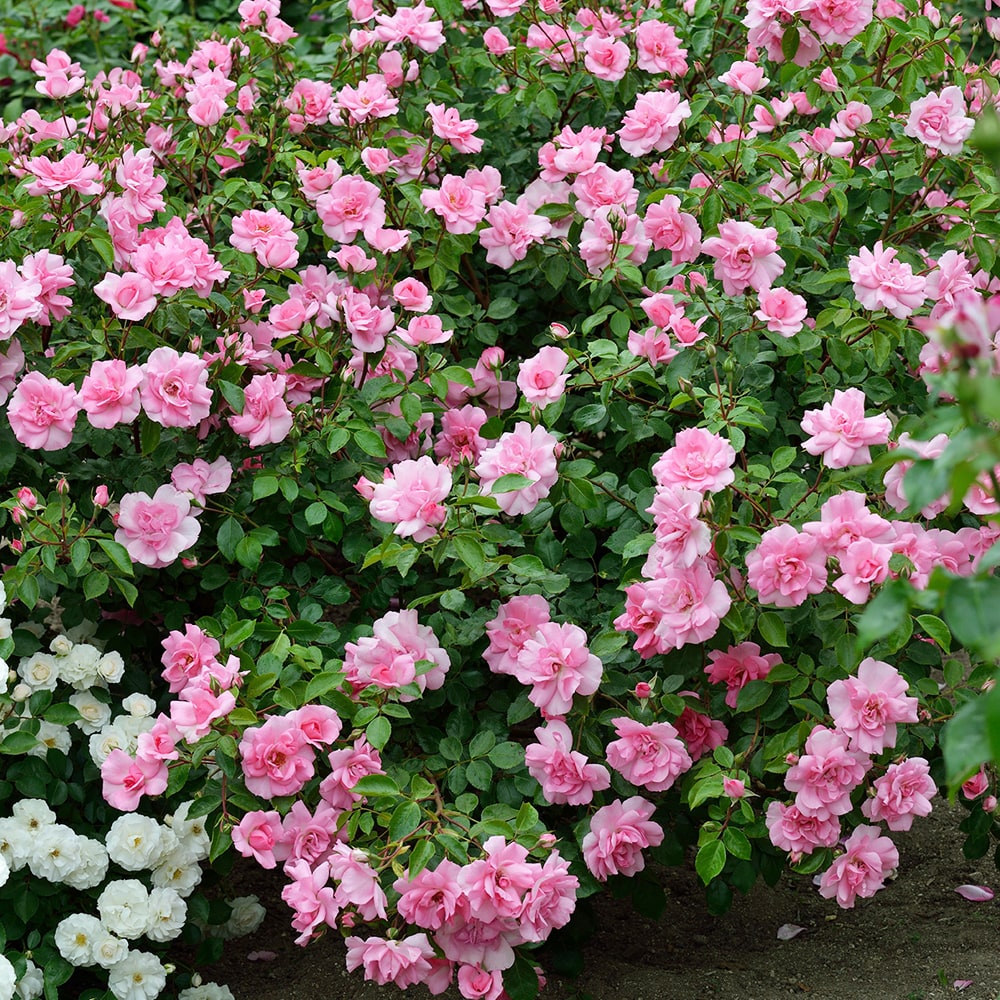 バラ ボルデュールローズ 1