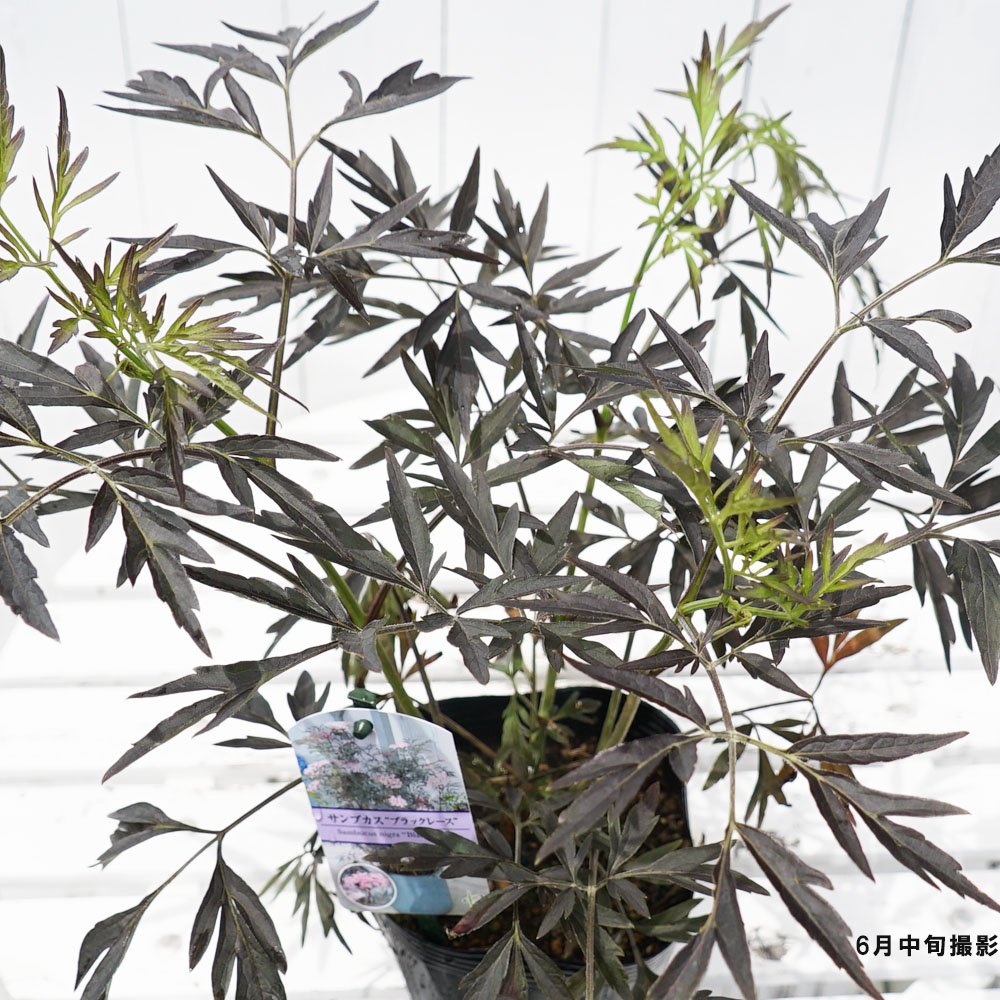 セイヨウニワトコ ブラックレース 1