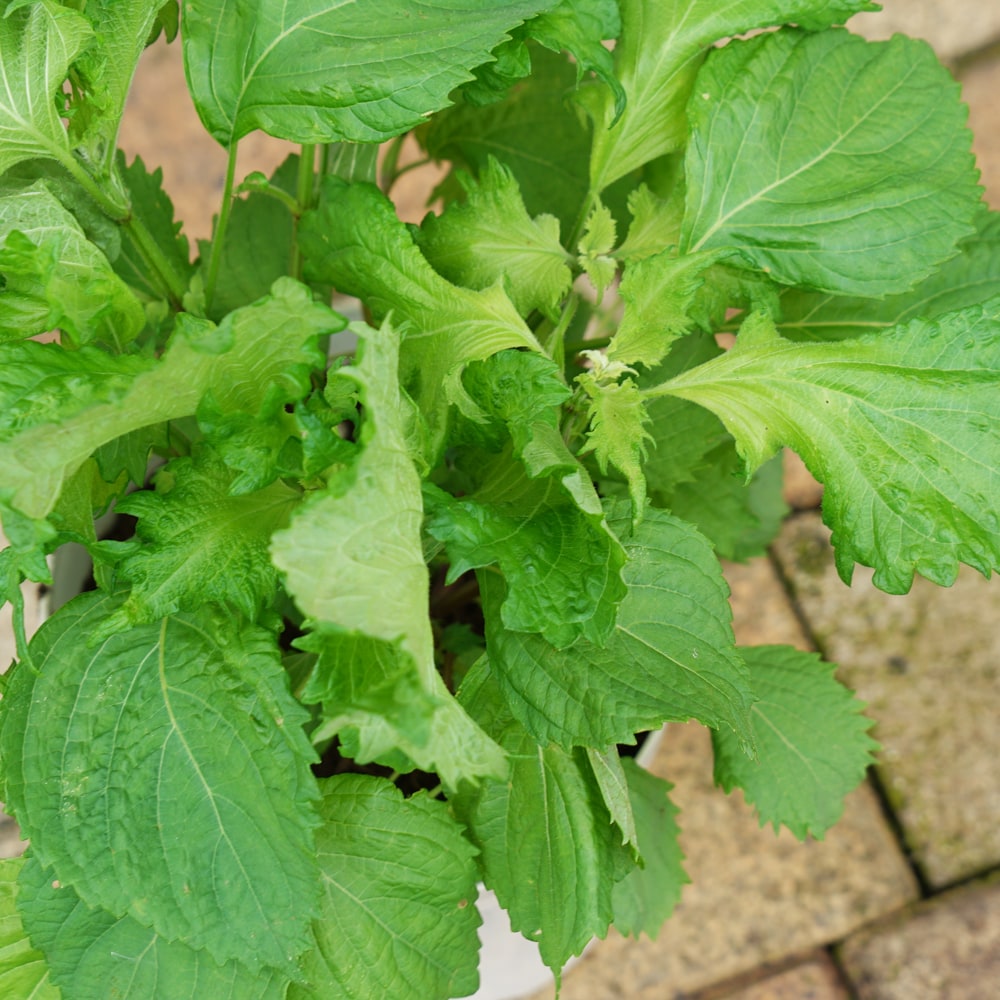 しそ 大葉青しそ 2