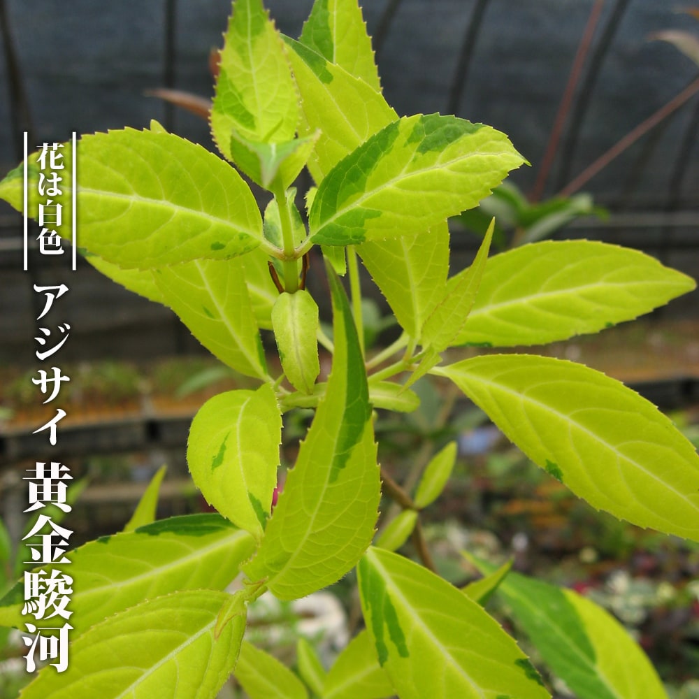 アジサイ 黄金駿河