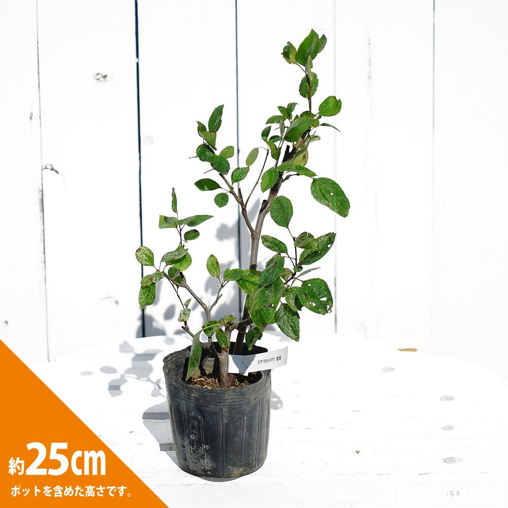 ミヤマカイドウ 斑入り 3.5号ポット苗