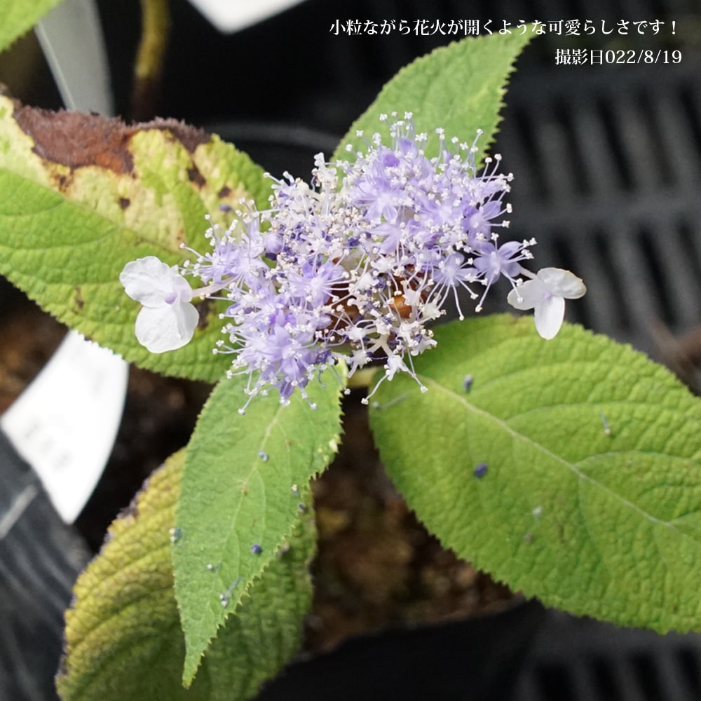 アジサイ 南信濃錦 3