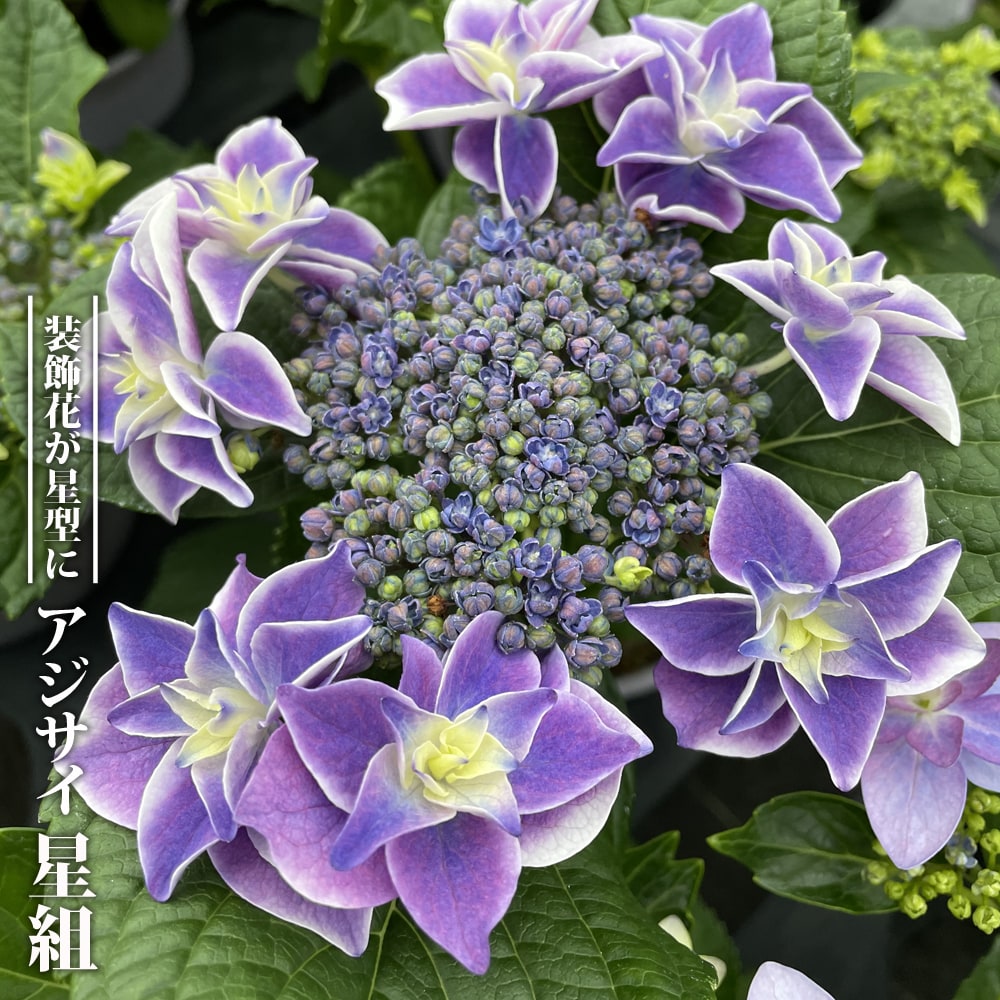 アジサイ 星組 