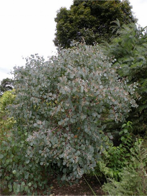 ユーカリの大木