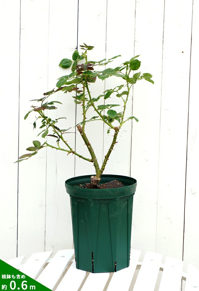 ユッカ トンプソニアーナ 2鉢 jt058-02_01.jpg ユッカ トンプソニアーナ 2鉢 jt058-02_01.jpg