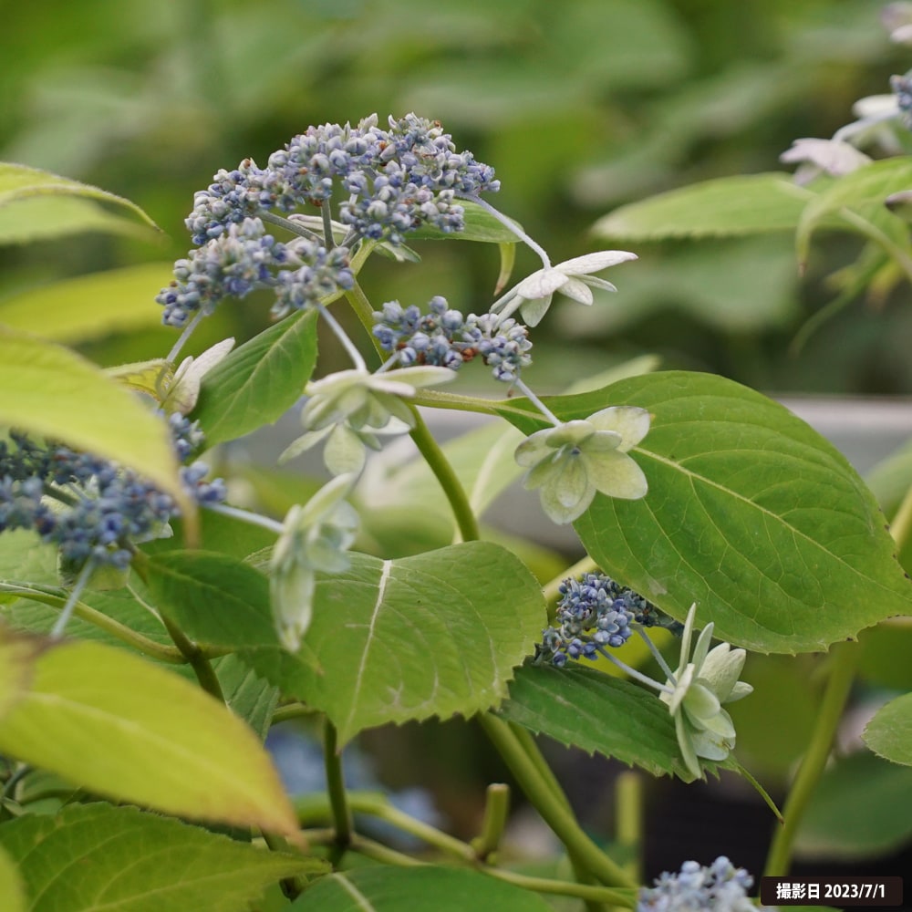 アジサイ 八重咲海峡 2