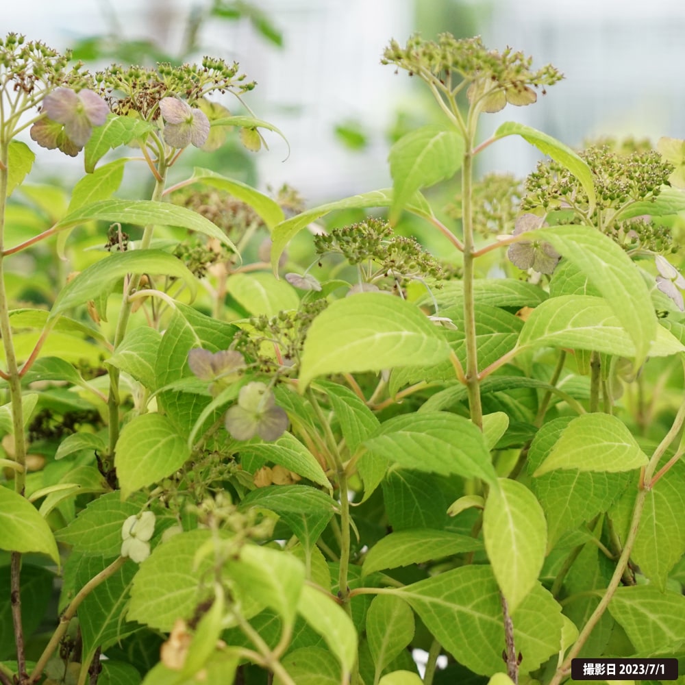 アジサイ 小町絞り 3