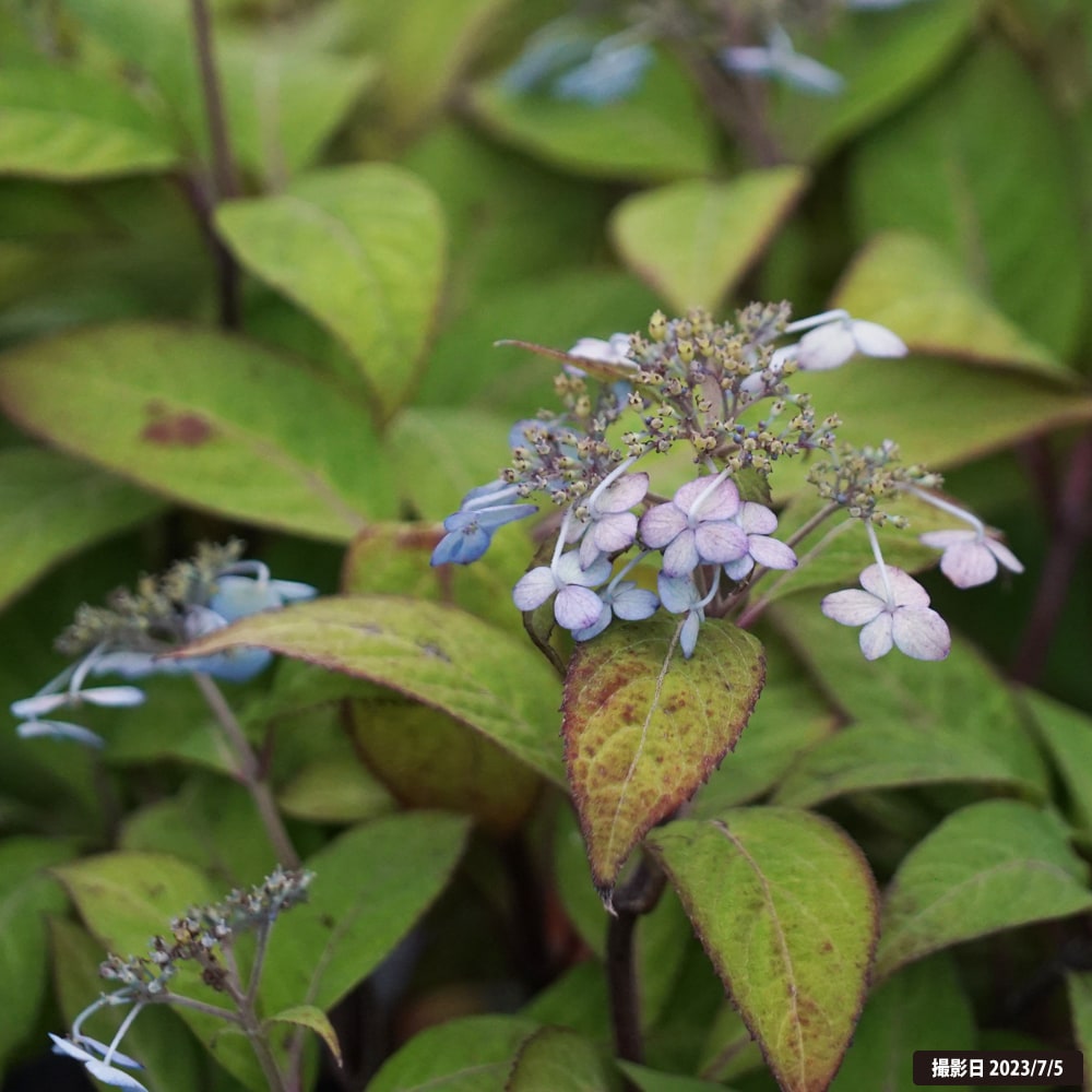 アジサイ 伊予小町 1