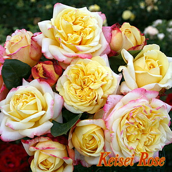 バラ コルデスジュビリー 2