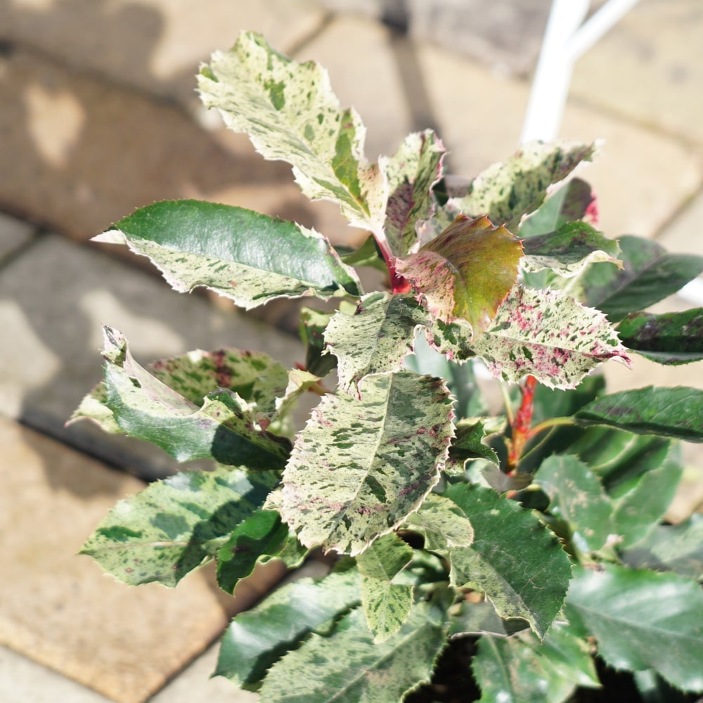 オオカナメモチ ピンククリスピー 3