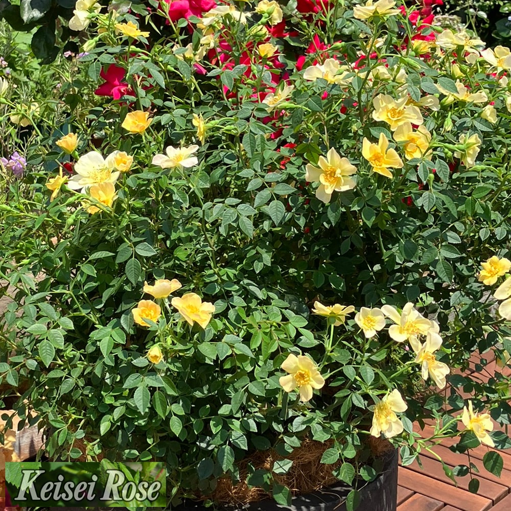 バラ ラヴァルスティアベイル 3