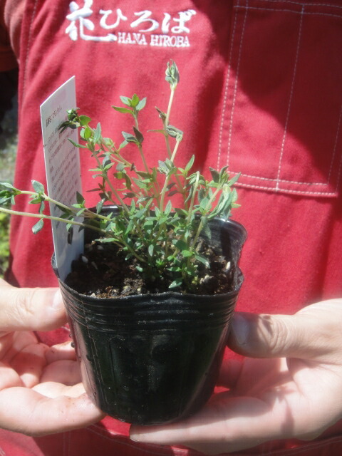 キャットタイム 