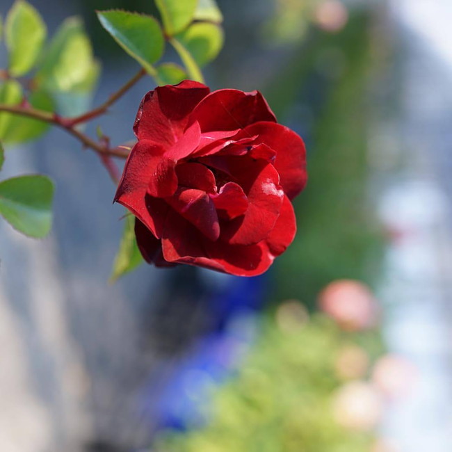 バラ マリコーン 3