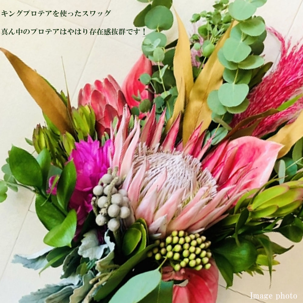 プロテア シナロイデス「スプリング」 2