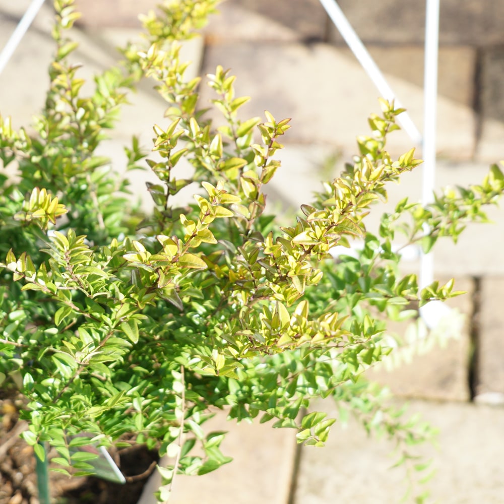 ロニセラ グリーンブリーズ 1