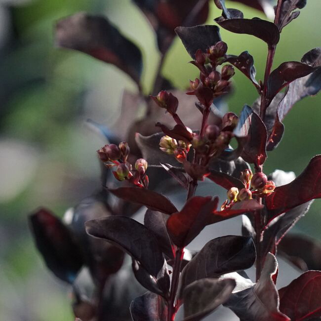 ブラックパール　ルビー2