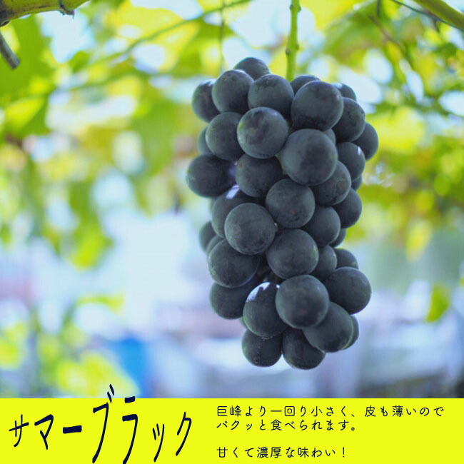 ブドウ サマーブラック　 