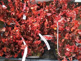 エメラルドゴールド 冬の葉色