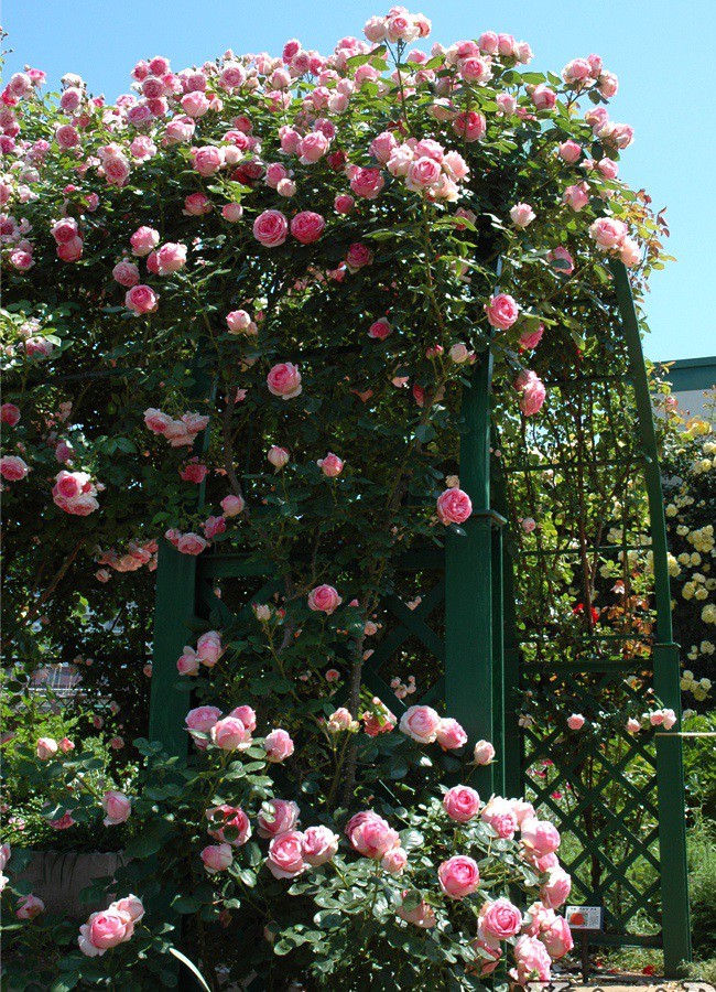 バラ つるヒストリー 7