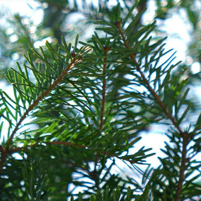 モミの木　ウラジロモミ