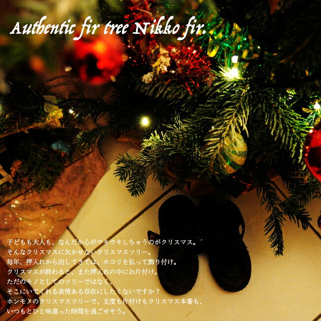 モミの木　ウラジロモミ