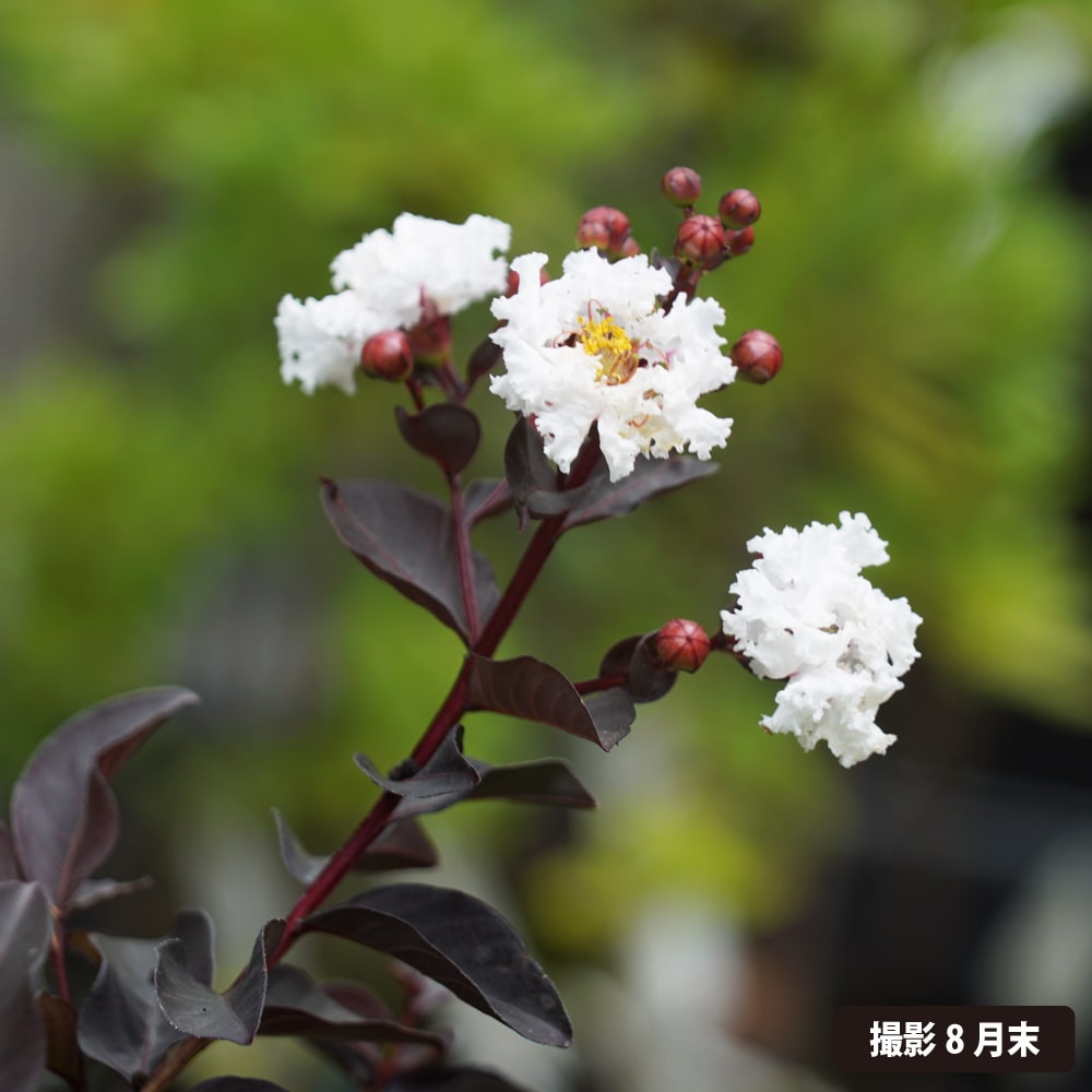 サルスベリ カラス葉 1