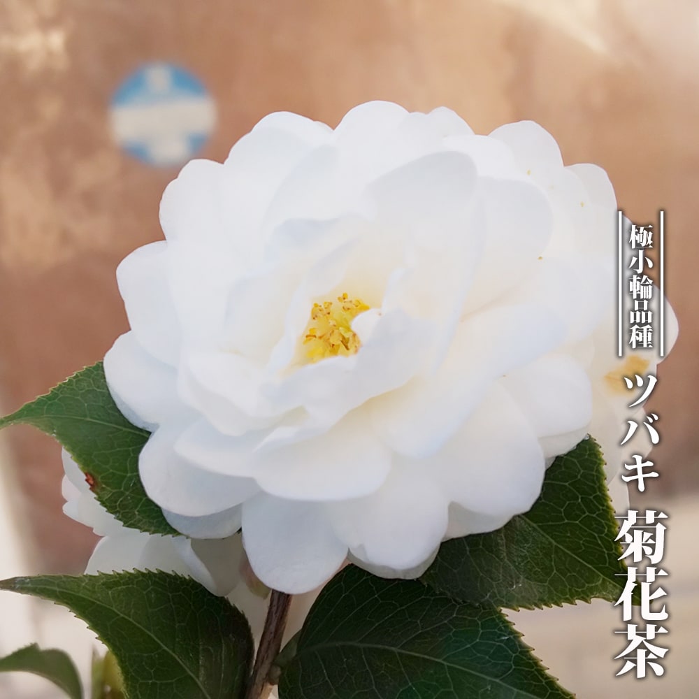 椿 菊花茶
