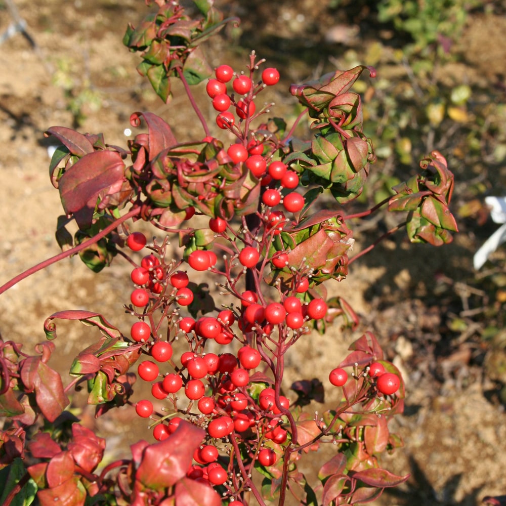 ナンテン 折鶴 1