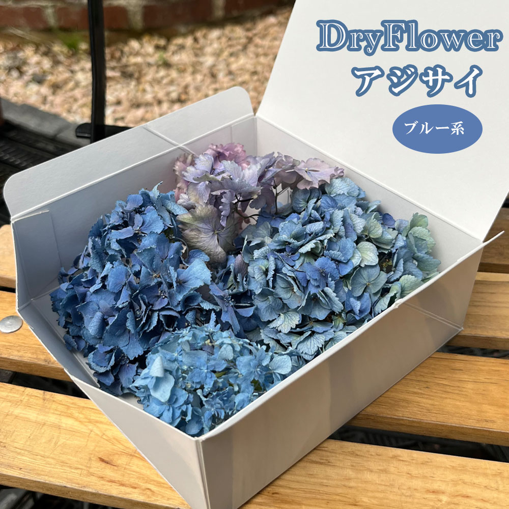 ドライフラワー　アジサイ青