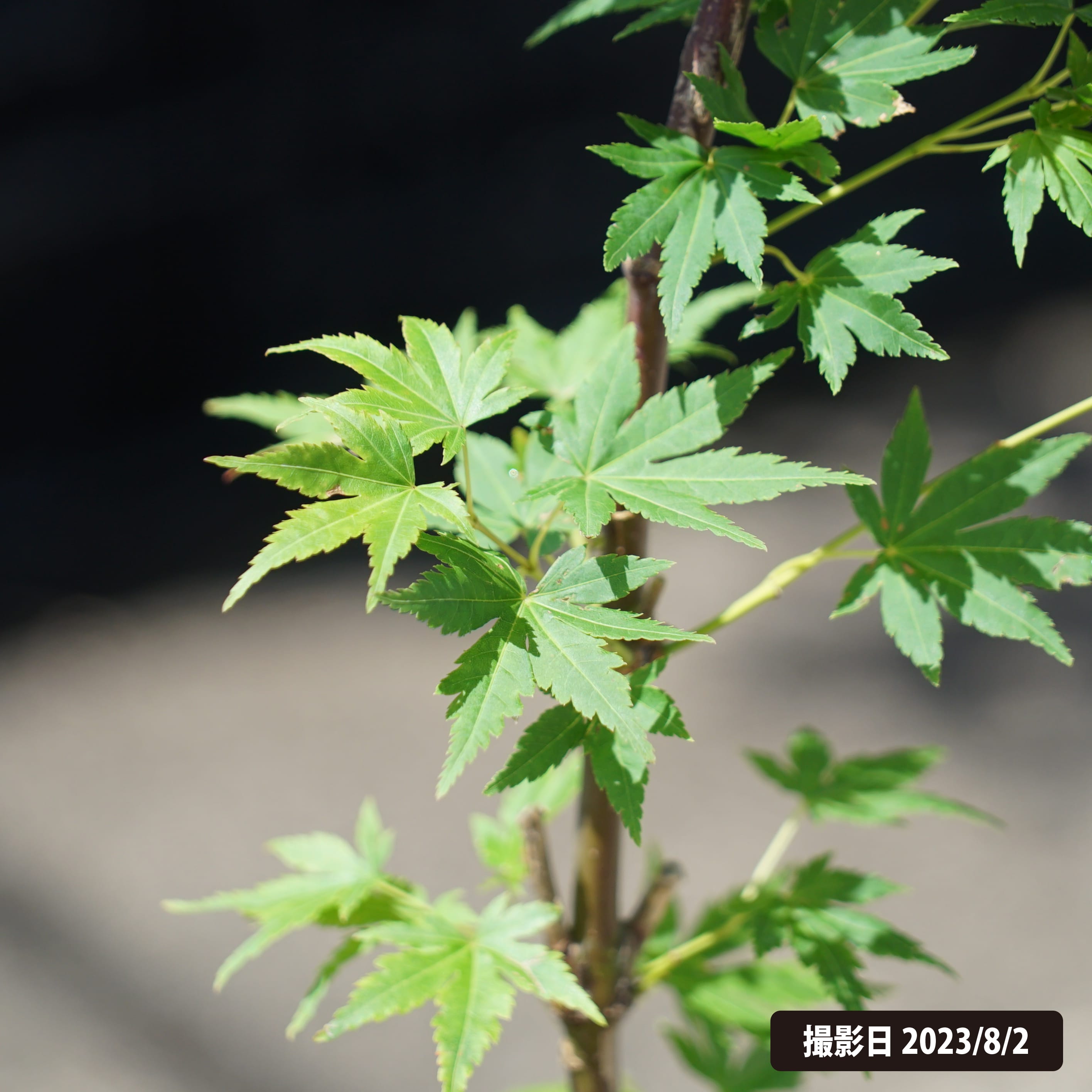 カエデ・もみじ オレンジドリーム 1