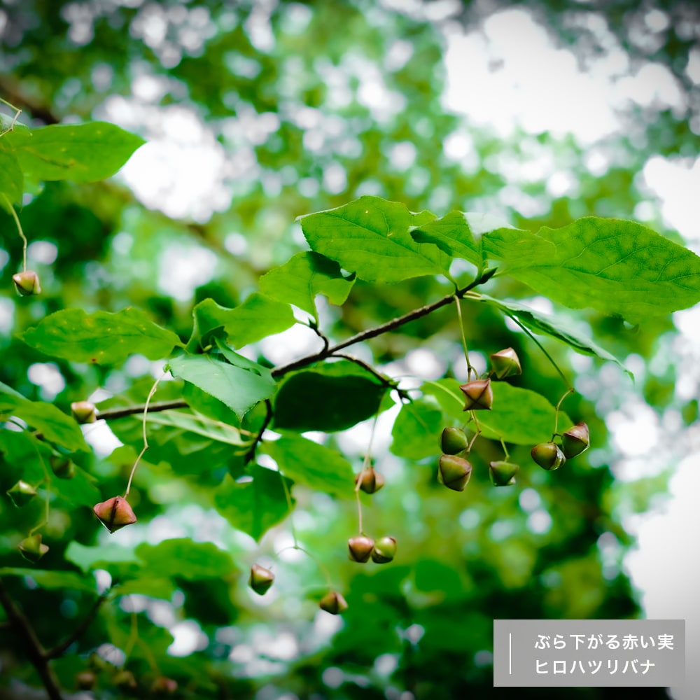 ツリバナ ヒロハツリバナ 1