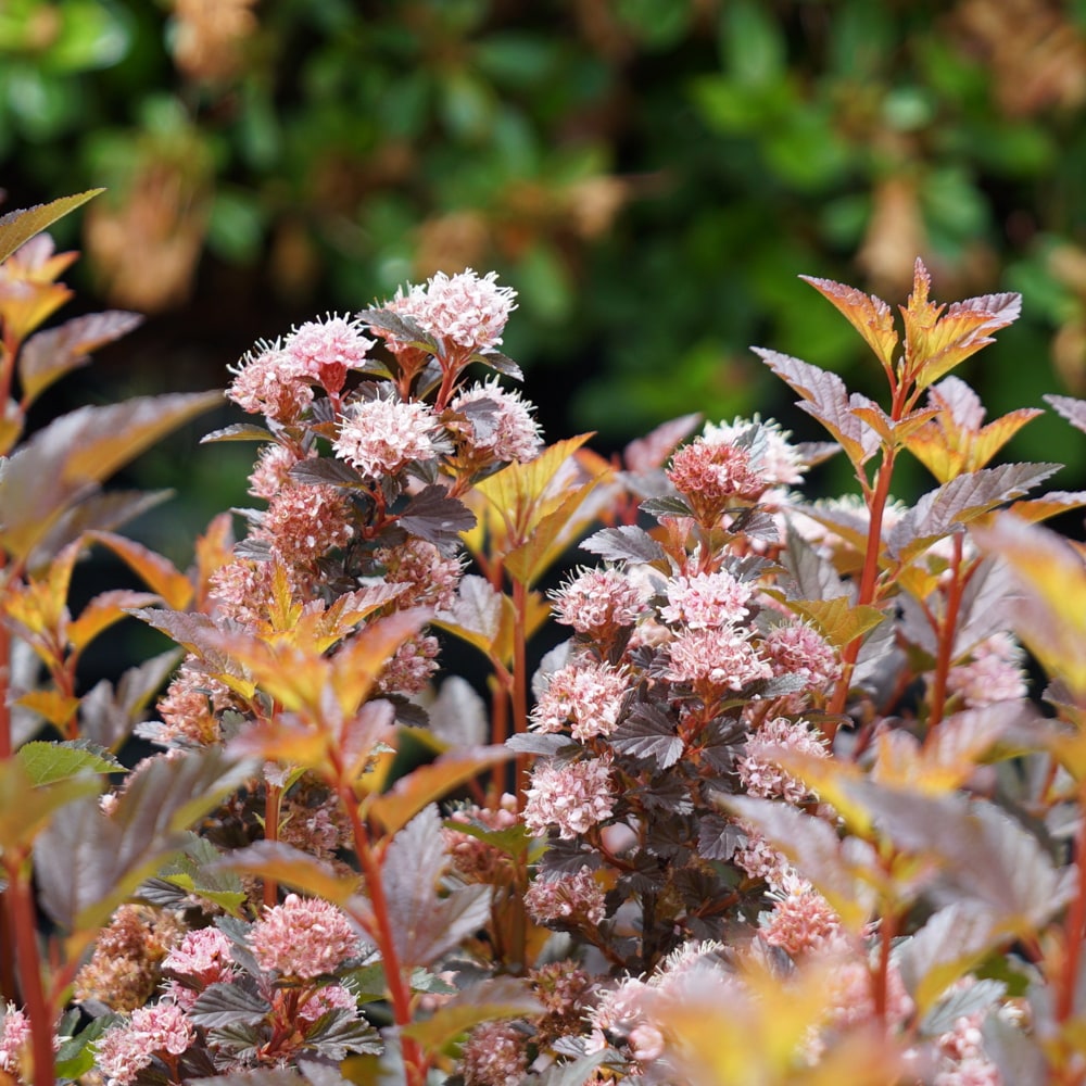 シモツケ スウィートチェリーティー 2