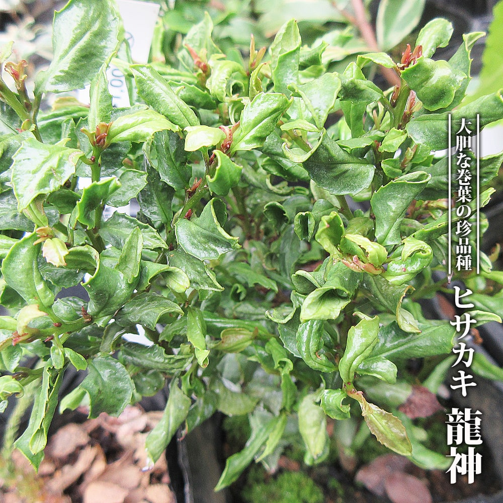 ヒサカキ  龍神