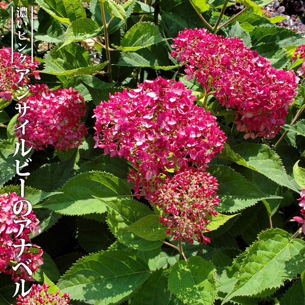 アジサイ ルビーのアナベルＰＶＰ 