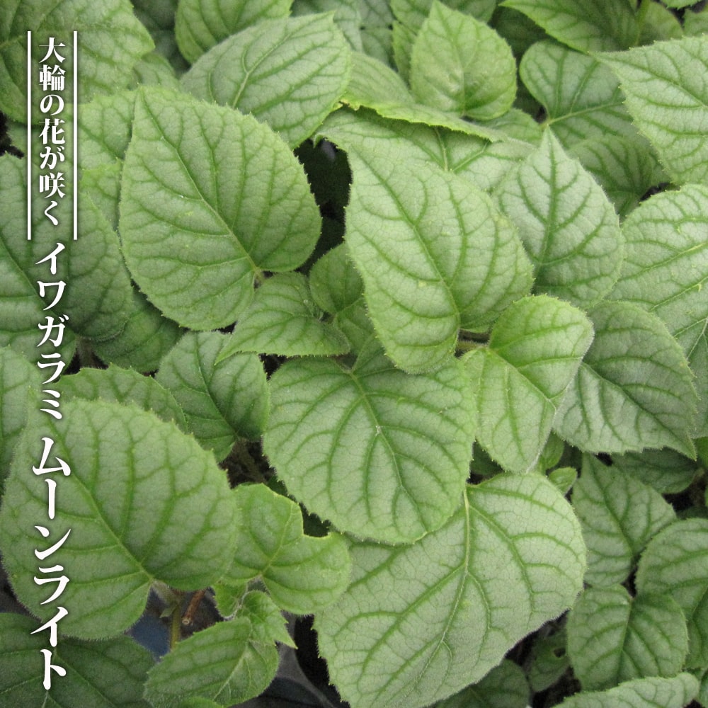 イワガラミ ムーンライト 