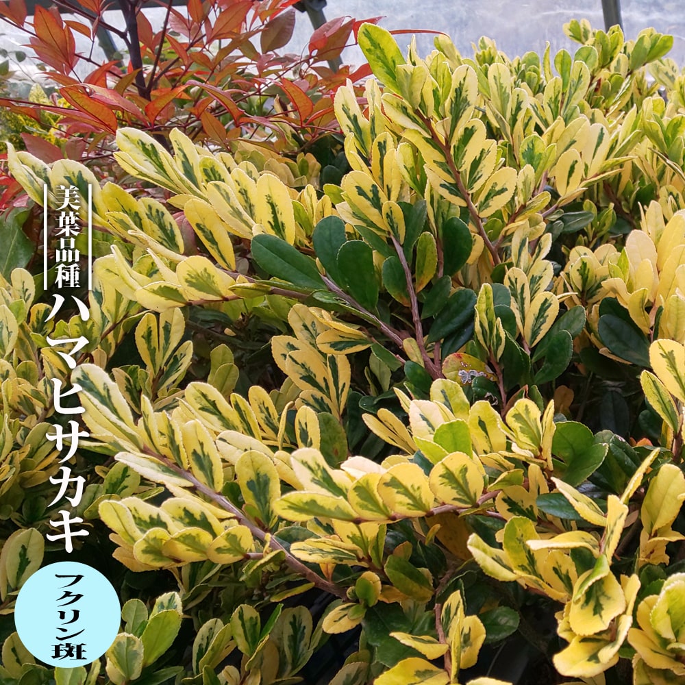 ハマヒサカキ 【フクリン斑】