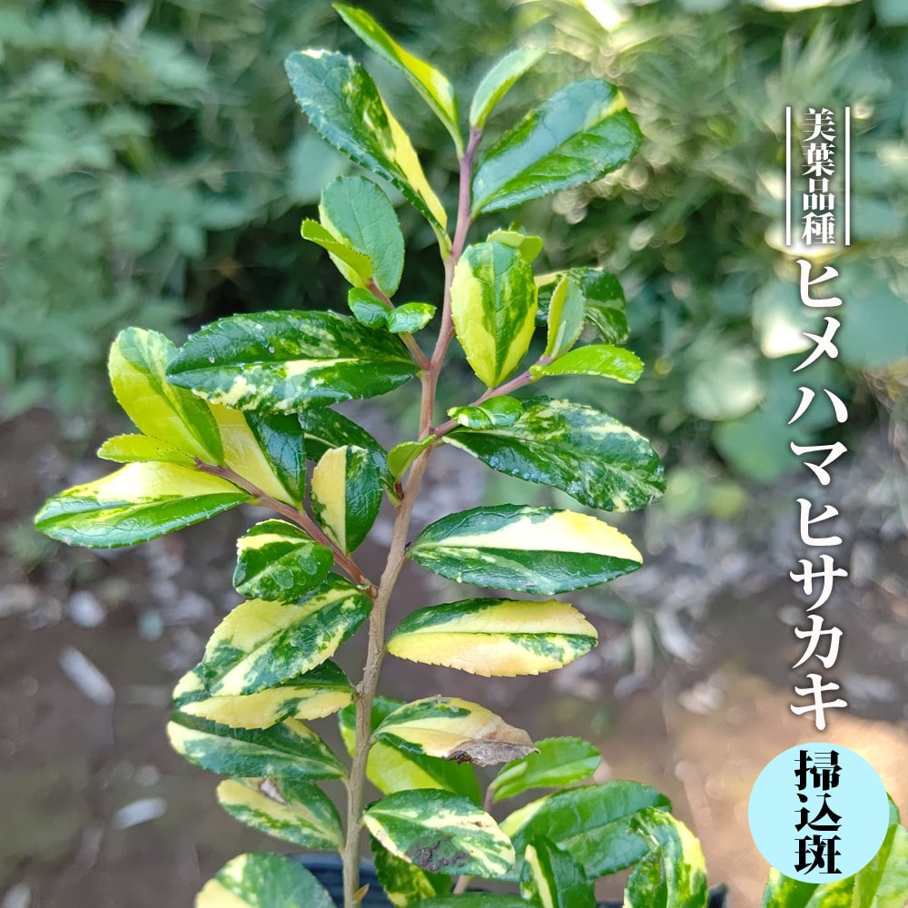 ヒメハマヒサカキ 【掃込斑】