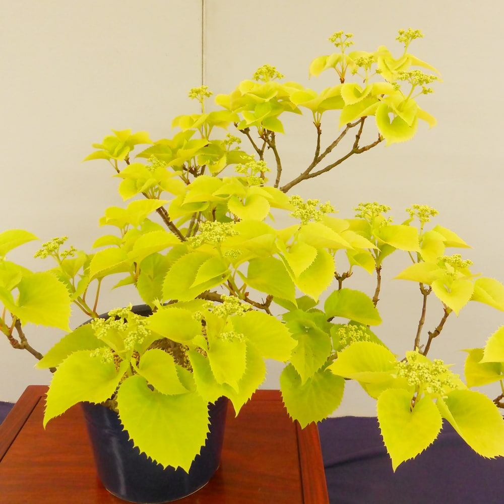 イワガラミ 黄金葉 1