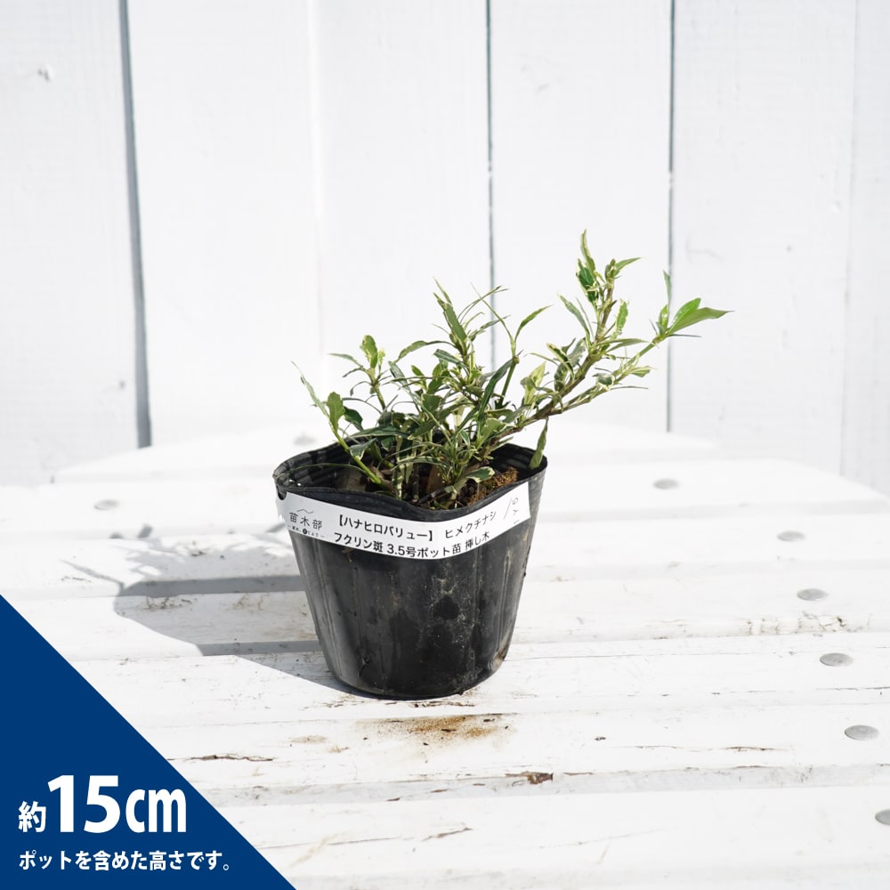 クチナシ ヒメクチナシ フクリン斑 1