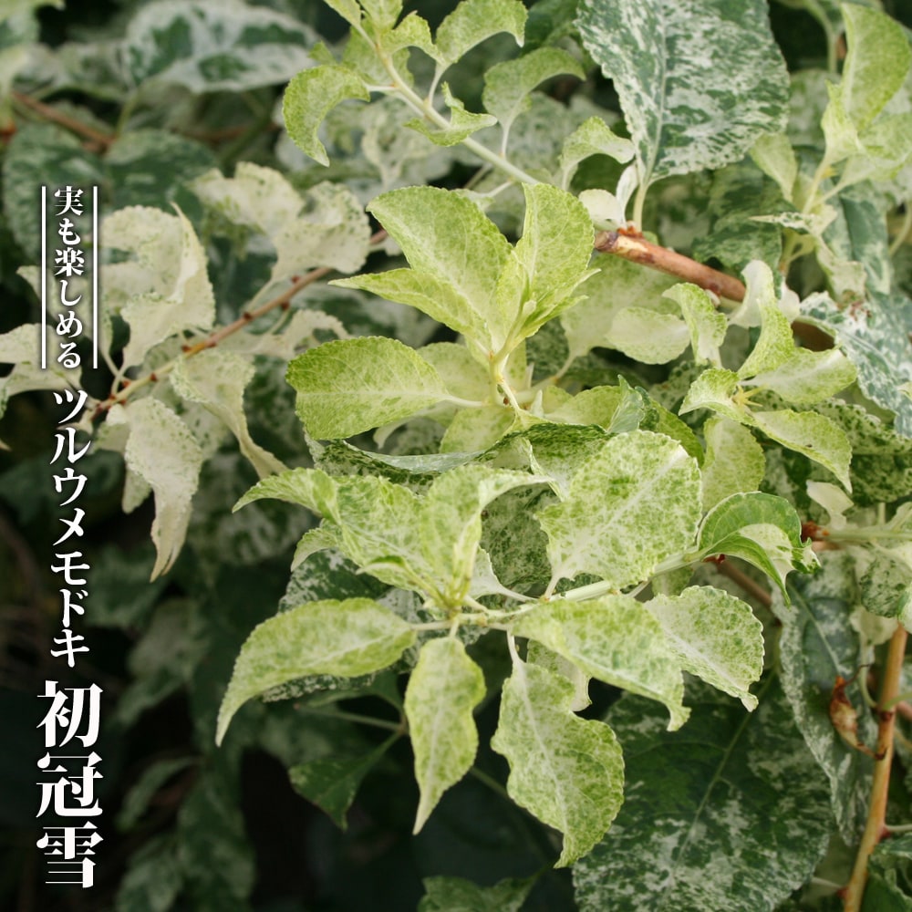 ツルウメモドキ 初冠雪