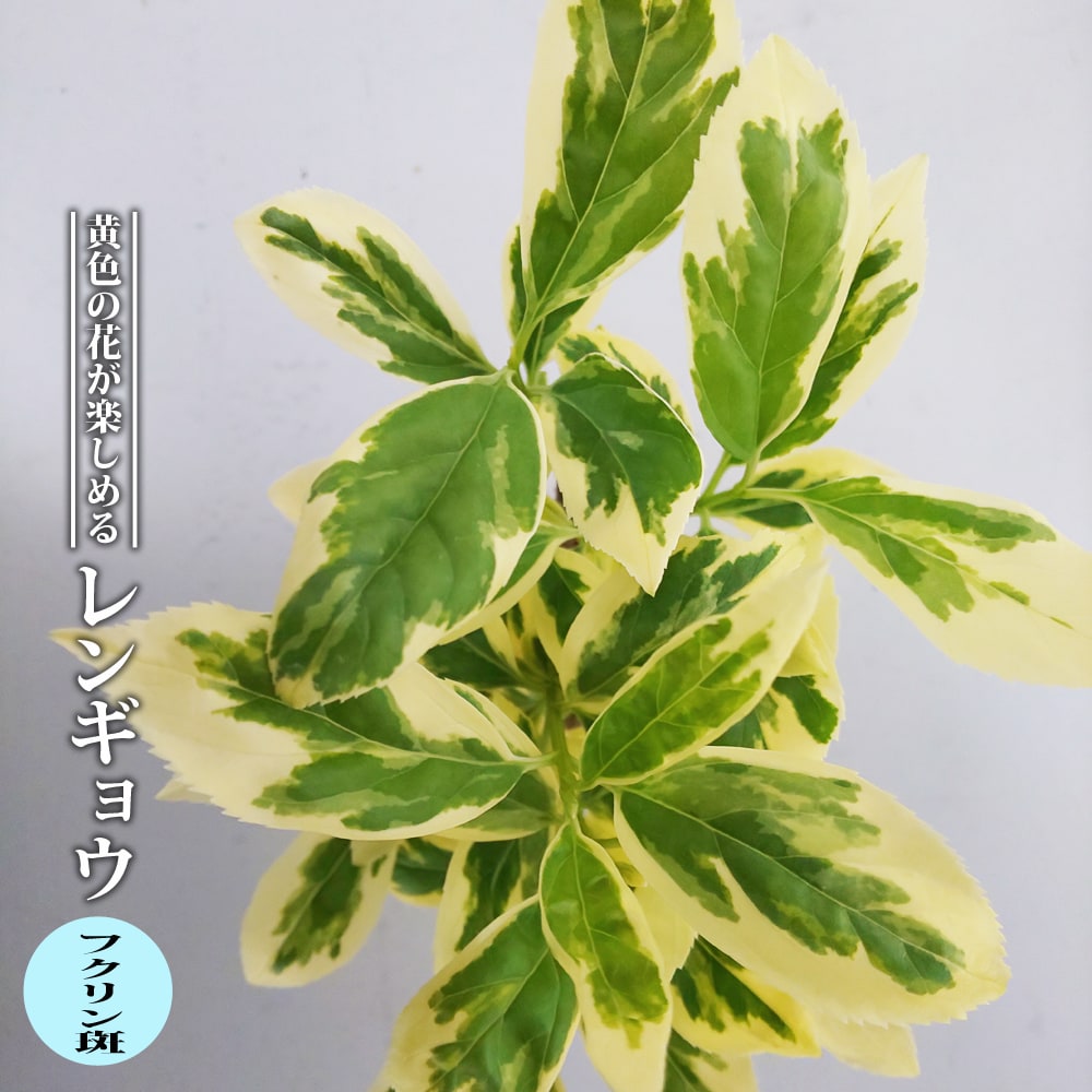 レンギョウ 網目斑 