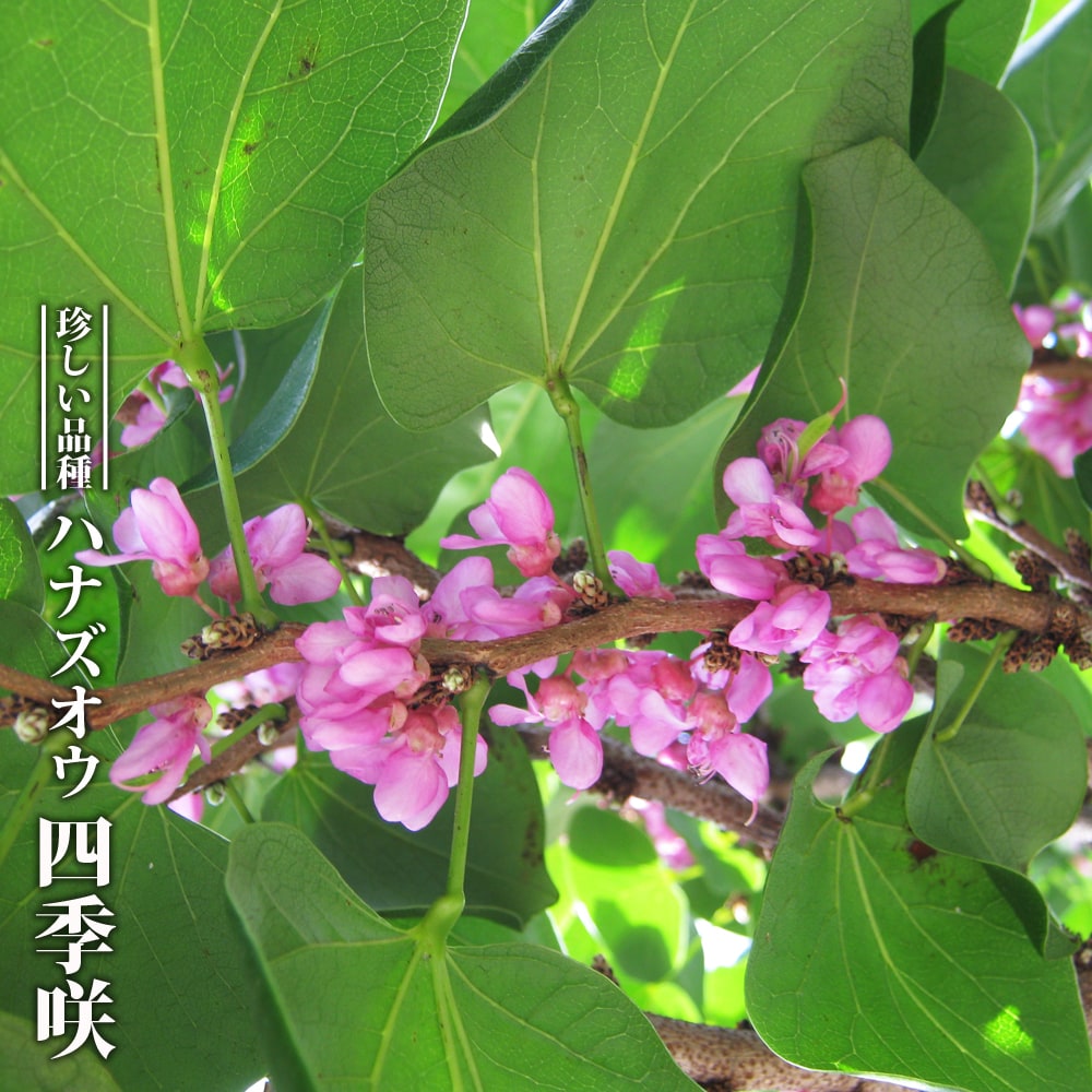 ハナズオウ 四季咲き 